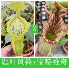 Nepenthes（Spathulata x Campanulata）x (truncata x veitchii)