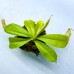 Nepenthes  Northiana x Gothica