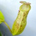 Nepenthes  Northiana x Gothica