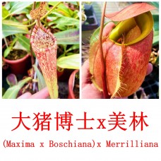 Nepenthes（Maxima x Boschiana）x merrilliana