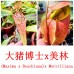 Nepenthes（Maxima x Boschiana）x merrilliana