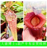 Nepenthes（Maxima x Boschiana）x （(ventricosa x sibuyanensis) x Jacquelineae）