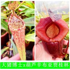 Nepenthes（Maxima x Boschiana）x （(ventricosa x sibuyanensis) x Jacquelineae）
