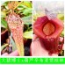 Nepenthes（Maxima x Boschiana）x （(ventricosa x sibuyanensis) x Jacquelineae）