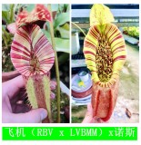 Nepenthes   [(Rokko’Exotica’ x boschiana) x veitchii] x {[(lowii x veitchii) x boschiana] x (maxima x mira)} X Northiana