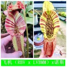 Nepenthes   [(Rokko’Exotica’ x boschiana) x veitchii] x {[(lowii x veitchii) x boschiana] x (maxima x mira)} X Northiana