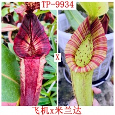 Nepenthes  [(Rokko’Exotica’ x boschiana) x veitchii] x {[(lowii x veitchii) x boschiana] x (maxima x mira)} X Milanda
