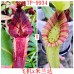 Nepenthes  [(Rokko’Exotica’ x boschiana) x veitchii] x {[(lowii x veitchii) x boschiana] x (maxima x mira)} X Milanda