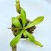 Nepenthes（Maxima x Boschiana）x （(ventricosa x sibuyanensis) x Jacquelineae）