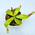 Nepenthes（Northiana x Veitchii ）x (Rajah x Mira) 