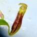 Nepenthes（Northiana x Veitchii ）x (Rajah x Mira) 