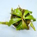 Nepenthes（Maxima x Boschiana）x  (rajah x mira)