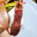 Nepenthes（Maxima x Boschiana）x  (rajah x mira)