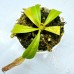 Nepenthes（Northiana x Veitchii lowland）x （Northiana x Veitchii EP）