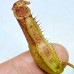Nepenthes（Northiana x Veitchii lowland）x （Northiana x Veitchii EP）