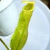 Nepenthes   [(Rokko’Exotica’ x boschiana) x veitchii] x {[(lowii x veitchii) x boschiana] x (maxima x mira)} X Northiana