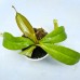 Nepenthes   [(Rokko’Exotica’ x boschiana) x veitchii] x {[(lowii x veitchii) x boschiana] x (maxima x mira)} X Northiana