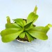Nepenthes（Spathulata x Campanulata）x (truncata x veitchii)