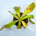 Nepenthes （andamana x northaina）x（lowii x campanulata） 