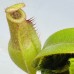 Nepenthes（viking x ampullaria  black miracle ） x veitchii candy dream