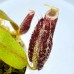 Nepenthes（viking x ampullaria  black miracle ） x veitchii candy dream