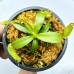 Nepenthes hurrelliana x veitchii candy dream 