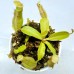 Nepenthes （andamana x northaina）x（maxima x veitchii）