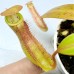 Nepenthes （andamana x northaina）x（maxima x veitchii）