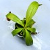 Nepenthes viking x （northiana x veitchii EP）