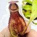 Nepenthes viking x （northiana x veitchii EP）