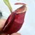 Nepenthes（viking x ampullaria  black miracle ） x (naga x bongso) x truncata - giant