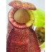 Nepenthes（viking x ampullaria  black miracle ） x (naga x bongso) x truncata - giant