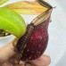 Nepenthes （viking x ampullaria）x Northiana