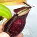 Nepenthes （viking x ampullaria）x Northiana