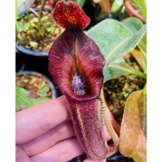Nepenthes  Black pearl  