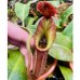 Nepenthes  Black pearl  