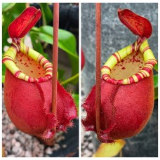 Nepenthes （viking x ampullaria）x Northiana