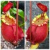 Nepenthes （viking x ampullaria）x Northiana