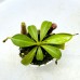 Nepenthes （Northiana x veitchii） x lowii