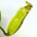 Nepenthes  [(Rokko ‘Exotica’ x boschiana) x veitchii H/L] x veitchii (m) x LVTP 