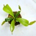 Nepenthes  [(Rokko ‘Exotica’ x boschiana) x veitchii H/L] x veitchii (m) x LVTP 