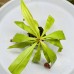 Nepenthes mirabilis x（viking x ampullaria hot lips ）