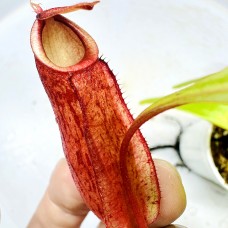Nepenthes mirabilis x（viking x ampullaria hot lips ）