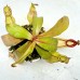 Nepenthes ampullaria  hot lips x（viking x ampullaria   hot lips ）