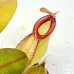Nepenthes ampullaria  hot lips x（viking x ampullaria   hot lips ）