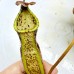 Nepenthes（Maxima x Boschiana）x merrilliana