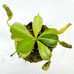 Nepenthes  [(Rokko’Exotica’ x boschiana) x veitchii] x {[(lowii x veitchii) x boschiana] x (maxima x mira)} X Milanda