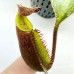 Nepenthes (boschiana x zakriana) x ((Rokko 'Exotica' x boschiana) x {[Rokko x (zakriana x spectabilis)] x xtrusmadiensis}) x Hurrelliana