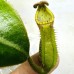 Nepenthes (boschiana x zakriana) x ((Rokko 'Exotica' x boschiana) x {[Rokko x (zakriana x spectabilis)] x xtrusmadiensis}) x Hurrelliana