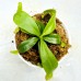 Nepenthes Veitchii xLVTP